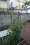 DSC08224.JPG