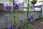 DSC08226.JPG